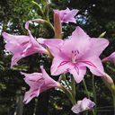 Gladiolus geardii