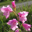 Gladiolus ochroleucus