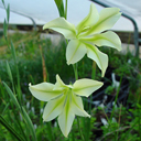 Gladiolus tristis