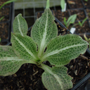 Goodyerea pubescens