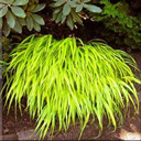 Hakonechloa macra 'All Gold'