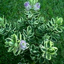 Hebe buxifolia �Variegata�