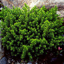 Hebe 'Emerald Green'
