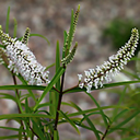 Hebe parviflora angustifolia