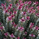 Hebe 'Silver Dollar'