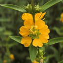 Heimia myrtifolia
