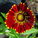 Helenium autumnale 'Helena Rot Tone'