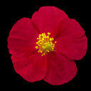 Helianthemum 'Burgundy Dazzler�