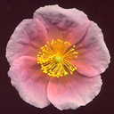 Helianthemum 'Peach'