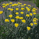 Helichrysum plicatum ssp. plicatum