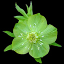 Helleborus cyclophyllus