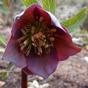 Helleborus dumetorum atrorubens