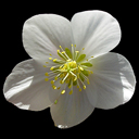 Helleborus niger 'Potters Wheel' ex Ingwersen