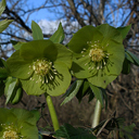 Helleborus odorus