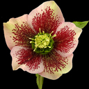 Helleborus orientalis Ballard Strain
