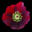 Helleborus orientalis 'Red Lady'