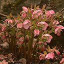 Helleborus orientalis ssp abchasicus