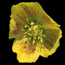 Helleborus orientalis 'Yellow Lady'