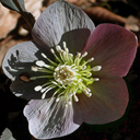 Helleborus purpurescens