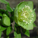 Helleborus viridis