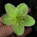 Helleborus x sternii