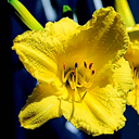 Hemerocallis hyb. 'Happy Returns'