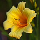Hemerocallis hyb. 'Penny's Worth'