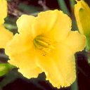 Hemerocallis hyb 'Pocket Full of Gold'