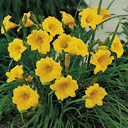 Hemerocallis 'Stella de Oro'