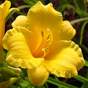 Hemerocallis 'Tweety'