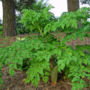 Heracleum lehmanianum