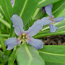 Hesperis kotschyi