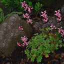 Heuchera abramsii