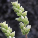 Heuchera parvifolia