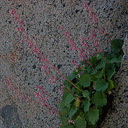 Heuchera rubescens v alpicola