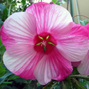 Hibiscus 'Turn of the Century'