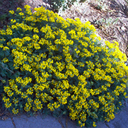 Hippocrepis balearica