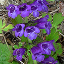 Hormium pyrenaicum