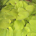 Hosta 'August Moon'