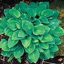 Hosta 'Baby Bunting'