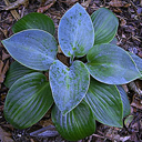 Hosta 'Black Hills'