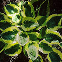 Hosta 'Brim Cup'