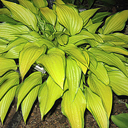 Hosta 'Chinese Sunrise'