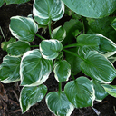 Hosta 'Fair Maiden'
