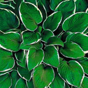 Hosta �Francee�
