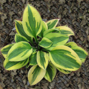 Hosta 'Hope'
