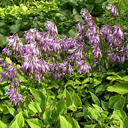 Hosta japonica