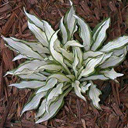 Hosta 'Masquerade'