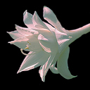 Hosta plantaginea 'Aphrodite'
