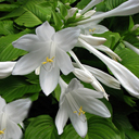 Hosta plantaginea grandiflora